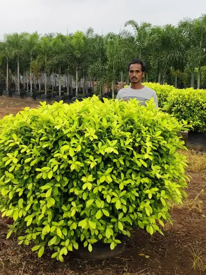 A big size Panda Ficus, expertly shaped into a perfect ball. These are great for formal gardens.