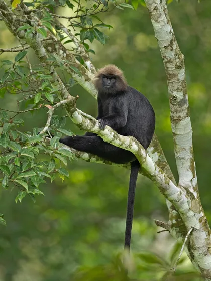 A Nilgiri Langur rests on a branch, its long tail hanging down, a picture of tranquility in the forest.