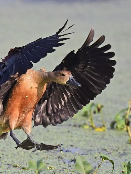 Avian Spectacles: Birds in Action & Repose photo 4