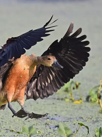 A Lesser Whistling Duck prepares to land in a wetland, its wings cupped to brake its speed. Landing is a complex maneuver, a kind of backward orientation of taking off.