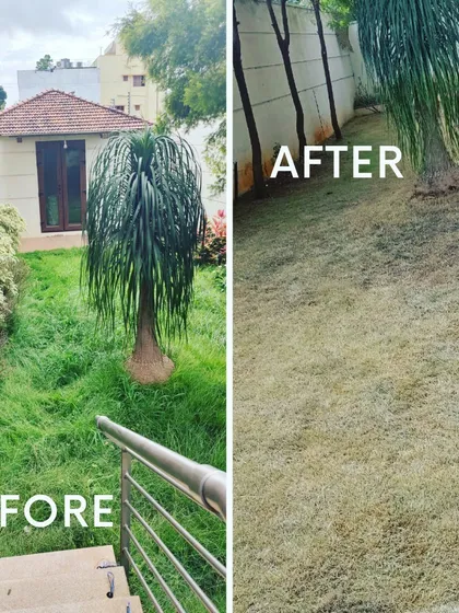 Sometimes a lawn is too far gone and needs a hard reset. Here, I performed a lawn scalping service, cutting back all the overgrown, wild grass to allow for healthy, new growth to come through.