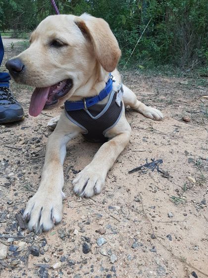 A happy Labrador taking a break during an outdoor training workshop. It is important to let them rest and just be dogs.