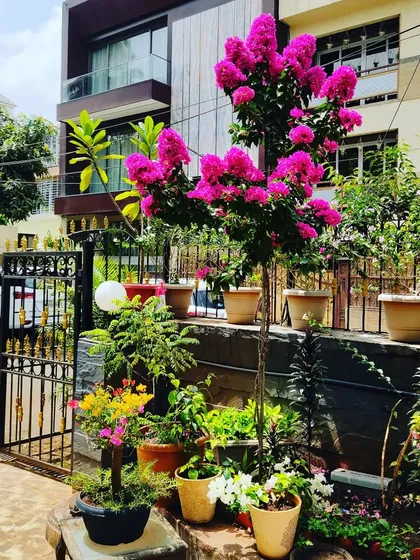 A stunning bougainvillea plant in full bloom, acting as the centerpiece for this residential entrance garden. We select plants that provide maximum color and impact.