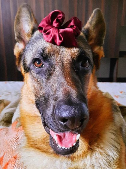 A collection of portraits of my handsome, goofy, and majestic German Shepherd, Theo. He is my constant inspiration and the heart of my work.