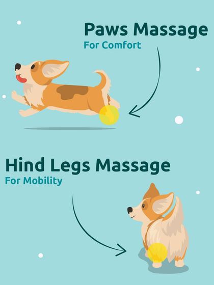 A gentle paw massage is perfect for comfort, especially after a long walk. A hind leg massage can help with mobility in older dogs or those with stiffness.
