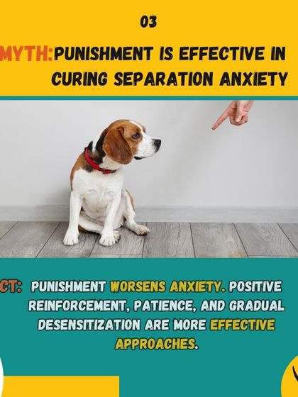 DogNation - Dog Training & Behavior Solving Common Behavior Problems photo 15