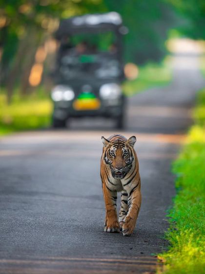 The gorgeous queen Magge on a winter morning in Kabini. This image, with a safari jeep in the background, gives a sense of the safari experience and the proximity we can sometimes achieve.