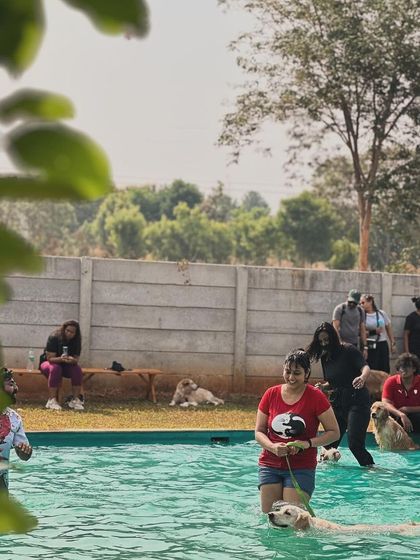 The Pawsome Camp - Dog Daycare & Boarding Splash Zone: Our Pooch Pool photo 24