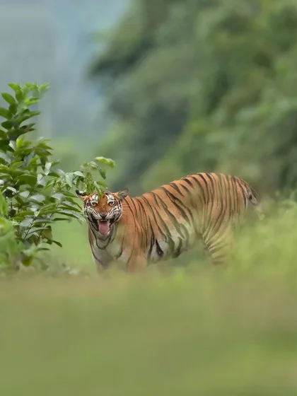 A tiger lets out a flehmen response, curling its lip to draw in scents. This fascinating behavior is used to analyze pheromones and other chemical signals in its environment.