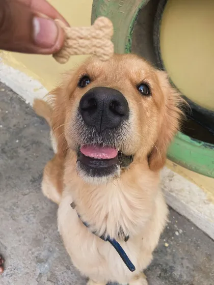 The focus in his eyes for that bone-shaped treat is intense! Good boy.