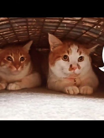 Cats are funny or dogs? These two are having a silent conversation.