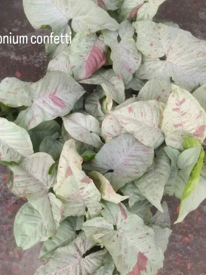 A top-down view of a Syngonium 'Confetti' plant, showing the beautiful pink and green patterns on its arrowhead-shaped leaves.