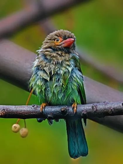 A Brown-headed Barbet with ruffled, wet feathers sits on a branch with two small berries hanging below. The image captures a candid moment, perhaps after a bath or in the rain.