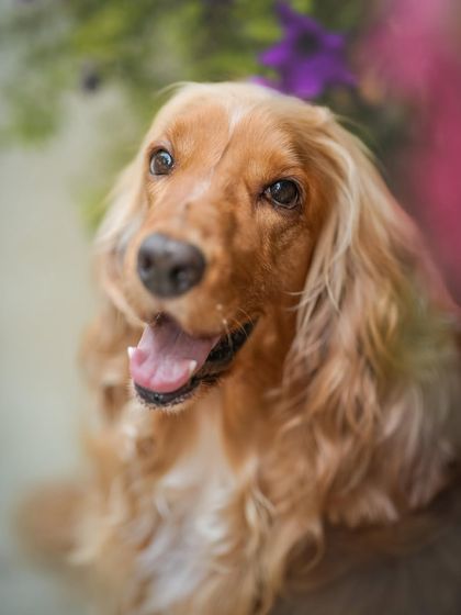 A soft, dreamy portrait of Posto. The photographer perfectly captured his gentle soul.