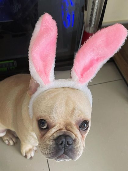 We Care Pet Creche - Home Dog Boarding Playtime & Fun photo 22