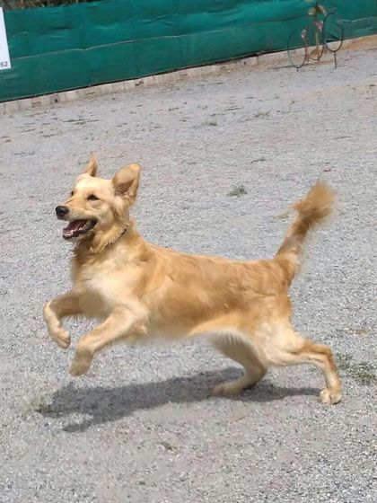 Petboro - Dog Training Agility and Skill Training photo 5