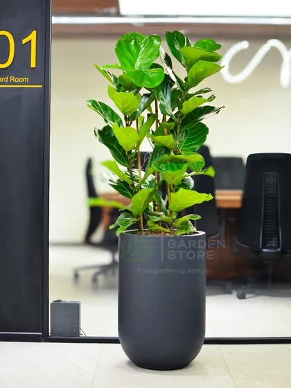 A tall Fiddle Leaf Fig in a modern, matte black planter makes a sophisticated statement outside this glass-walled boardroom. It’s a perfect example of how a single, well-placed specimen plant can elevate a corporate environment and add a touch of natural elegance.