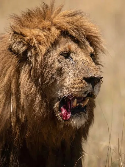 The bloodied face of a male lion after a meal. This is a raw, unfiltered look at the life of a predator, a reminder of the brutal reality of the food chain.