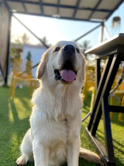 Fluffy Paws Pet Resort - Pet Cafe & Event Hosting Our Happy Place: Guests & Good Times photo 10