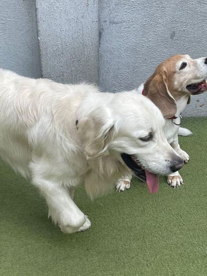 Becky's Bow Wow House - Dog Daycare Our Playground & Pack photo 71