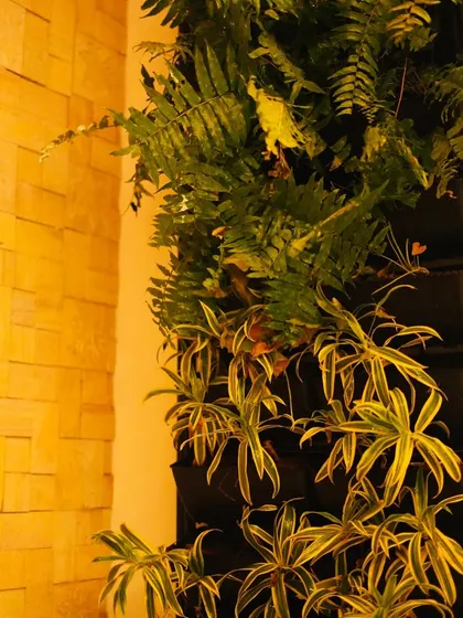 The warm lighting highlights the varied textures of this vertical garden, featuring lush ferns and trailing spider plants that create a dynamic and organic feel.