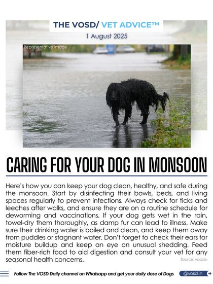 Monsoon season requires extra care for your dog. I provide tips on how to keep them clean, healthy, and safe, from disinfecting their living spaces to checking for ticks and ensuring their fur is kept dry to prevent illness.