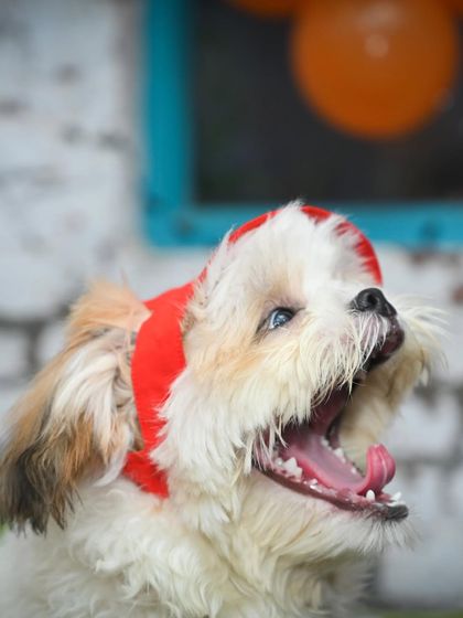 Another adorable shot of a happy pup with a wide-open smile. The joy is palpable here.