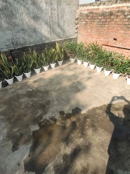 A large order of Snake Plants and other varieties lined up and ready for delivery to a client in Delhi NCR.