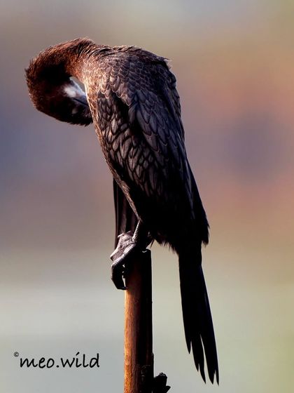The feathers of this Black Cormorant shimmer with a beautiful iridescent pattern of blacks and browns. Here, it’s preening against a soft, colorful background at sunset.