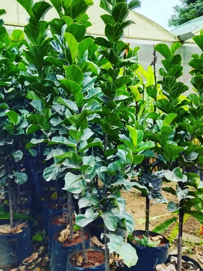 Looking for indoor plants? I source healthy, beautiful plants like these Fiddle Leaf Figs. They are perfect for adding a touch of green inside your home or office.