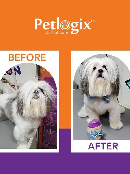 A fantastic makeover for this long-haired dog in Jaipur. We bring our top-tier services to multiple cities, ensuring quality care everywhere.