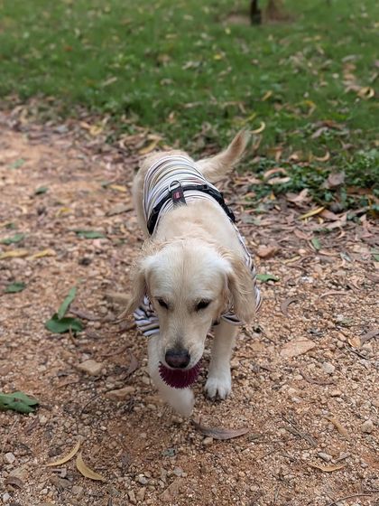 PL Paws - Animal Rescue & Rehabilitation Ready for a Home: Meet Our Adoptable Dogs photo 9