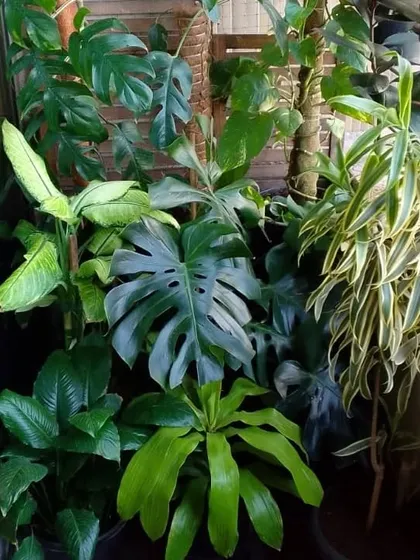 A dense collection of indoor foliage plants, including a large Monstera Deliciosa, creating a tropical jungle vibe.
