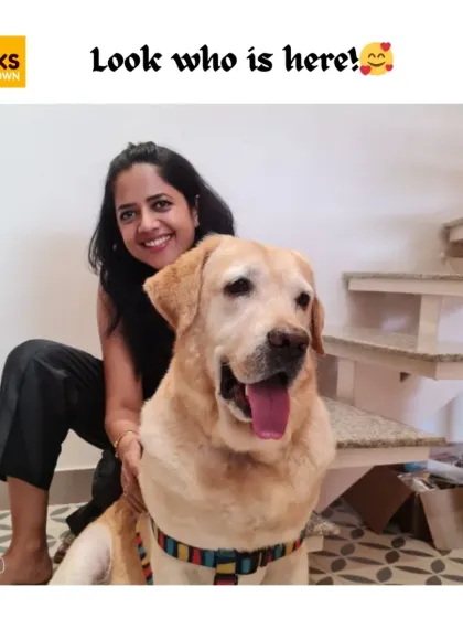 A beautiful Labrador enjoying some love at our salon. We believe in building a friendly and trusting relationship with every pet we groom.