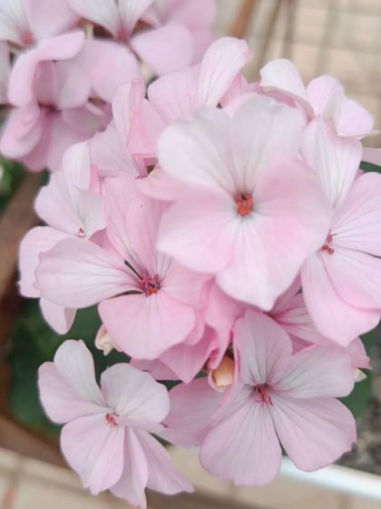 A gallery of the many different flowers I have successfully grown, showing a wide range of colors and types.