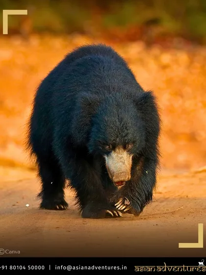 A Sloth Bear, with its shaggy coat and long claws, ambles along a dusty track in Central India. Our safaris provide opportunities to see India's diverse large mammals, not just tigers.