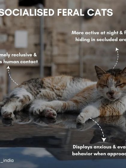 Cupa - Spay/Neuter & Animal Birth Control A Guide for Community Caregivers photo 3