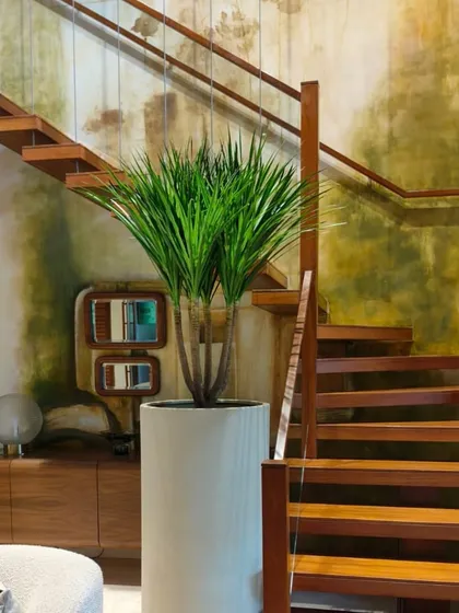 A great plant can feel like a piece of art. This multi-headed Draco, with its striking poise and flair, was the perfect addition to a renowned Bollywood filmmaker's office. It adds height, texture, and a sense of drama that completely elevates the space.
