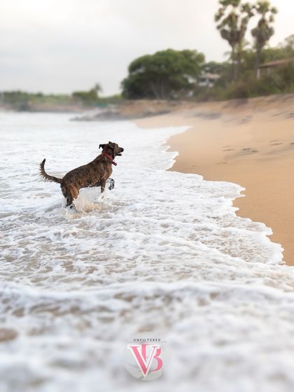 A dynamic shot of Kumbha joyfully splashing in the ocean waves. Outdoor sessions are perfect for capturing this kind of energetic movement.