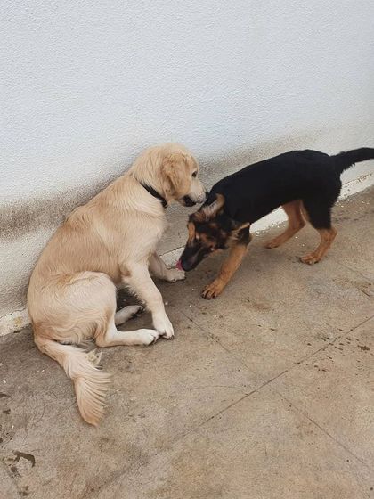 The Urban Dawg - Dog Training & Behavior Modification The Art of Socialization: Learning in a Pack photo 13