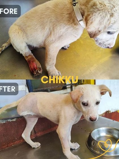Cupa - Emergency Animal Rescue & Treatment Our Impact in Numbers photo 17
