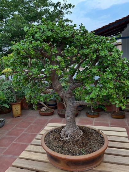 A large, impressive Jade bonsai with a commanding presence. Its thick trunk and sprawling canopy are the result of over a decade of patient pruning and shaping.