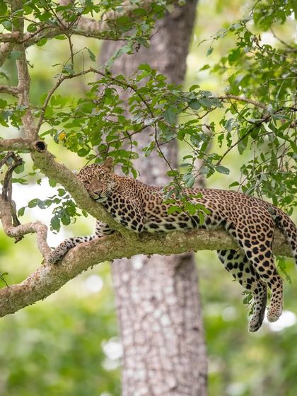 This leopard, perfectly balanced on a slender branch, showcases the incredible agility and grace of these animals. Capturing their natural behavior in their environment is a key focus of my tours.