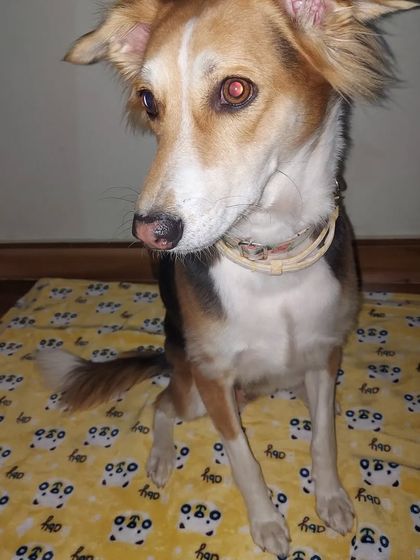 Preethi Pet Care - Pet Boarding My Calling: Caring for Streeties & Rescues photo 31