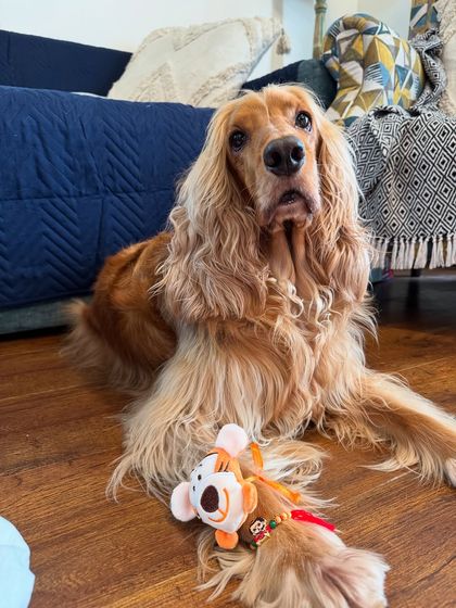 Posto posing with his Rakhi, a special thread that symbolizes his bond and promise to protect his little brother.