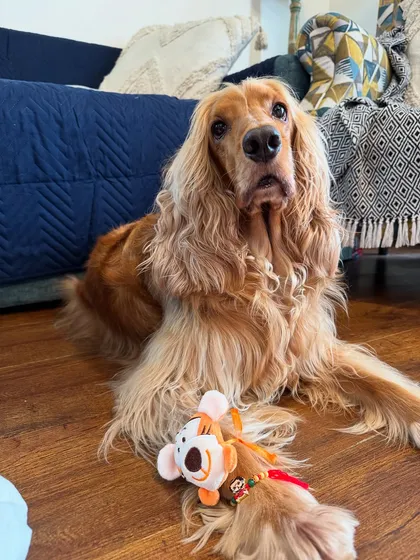 A close-up of Posto looking very serious about his Rakhi duties.