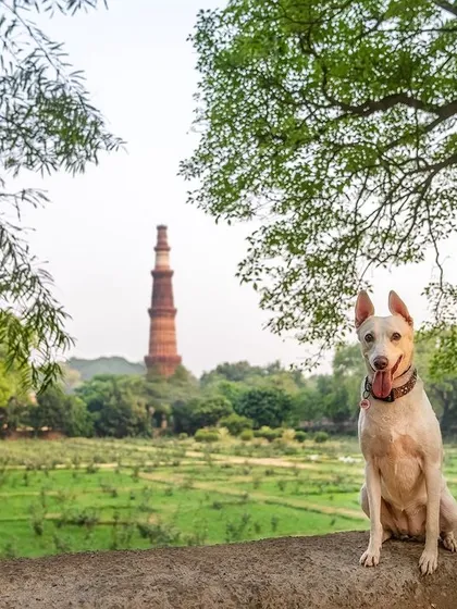 A majestic white Indie dog posing with the Qutub Minar in the background. This shot places our native dogs among India's historic landmarks.
