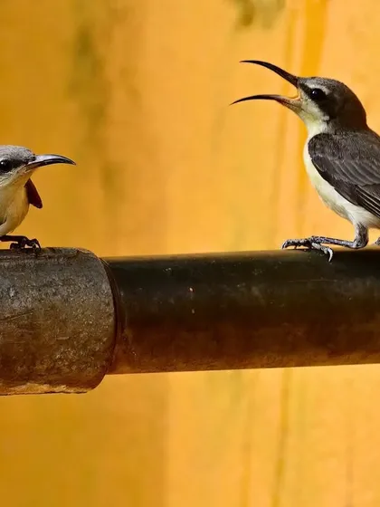 A Purple Sunbird chick begs for water from its parent at a leaking tap. In the height of the Indian summer, every drop counts, and no one knows this better than the birds.