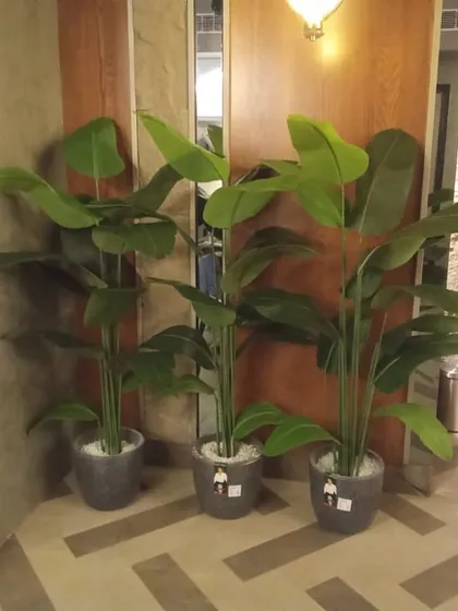 A trio of artificial bird of paradise plants in varying heights, ready to be placed in a restaurant corner.