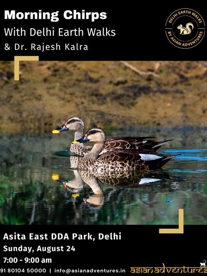 Urban Bird Watching photo 16